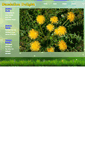 Mobile Screenshot of dandeliondelight.com